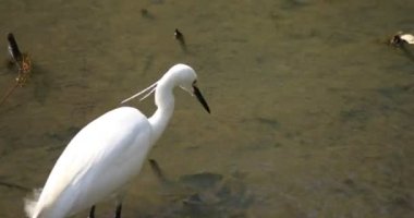 Tokyo'da Koishikawa kourakuen parkta Heron el