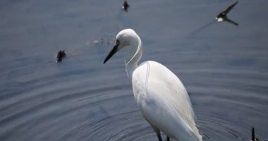 Tokyo'da Koishikawa kourakuen parkta Heron el