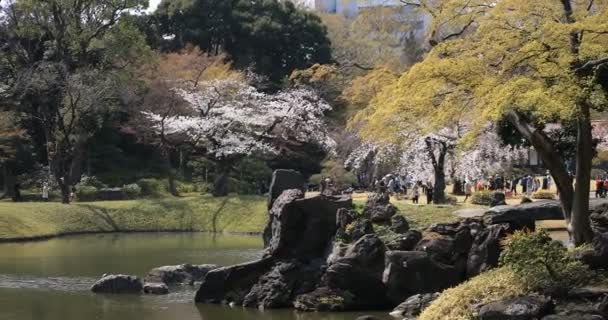 Körsbärsblomma vid Koishikawa kourakuen park i Tokyo handhållen långskott — Stockvideo