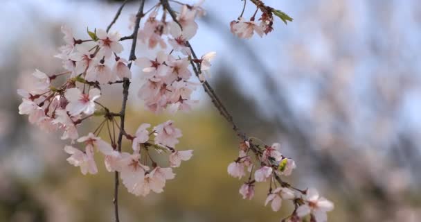 Kirschblüte im Koishikawa Kourakuen Park in Tokio in Großaufnahme — Stockvideo