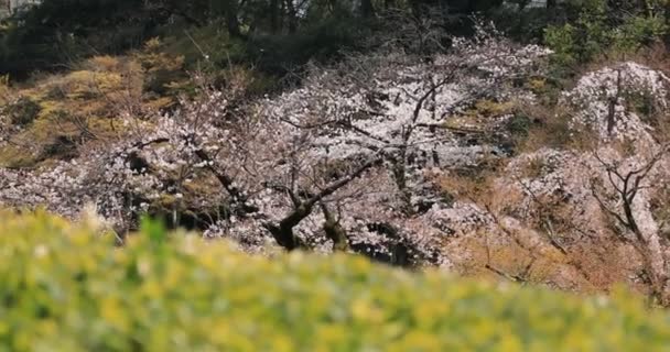 Kirschblüte im Koishikawa Kourakuen Park in Tokio — Stockvideo