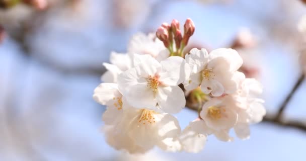 Cherry Blossom på Koishikawa Kourakuen Park i Tokyo Handheld närbild — Stockvideo