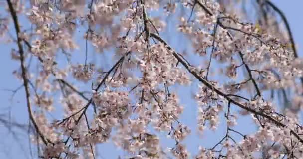 Kirschblüte im Koishikawa Kourakuen Park in Tokio — Stockvideo