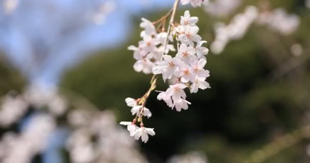 Cherry Blossom på Koishikawa Kourakuen Park i Tokyo Handheld fokusering — Stockvideo