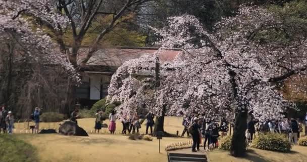 Körsbärsblomma vid Koishikawa kourakuen park i Tokyo handhållen långskott — Stockvideo