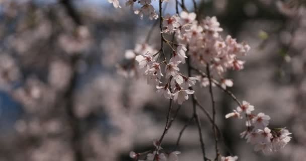 Άνθος κερασιάς στην Κοισιάουα κουρκακάουα πάρκο στο Τόκιο φορητό κοντινό πλάνο — Αρχείο Βίντεο