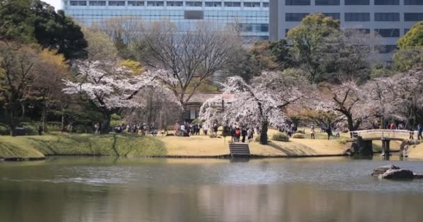 Cherry Blossom på Koishikawa Kourakuen Park i Tokyo handhållna wide shot — Stockvideo