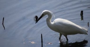 Tokyo'da Koishikawa kourakuen parkta Heron el