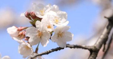 Tokyo'daki Koishikawa kourakuen parkında kiraz çiçeği