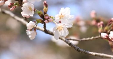 Tokyo'daki Koishikawa kourakuen parkında kiraz çiçeği