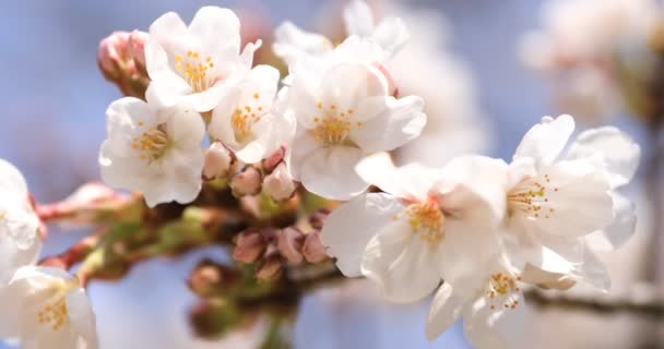 Kirschblüte im Koishikawa Kourakuen Park in Tokio in Großaufnahme — Stockvideo