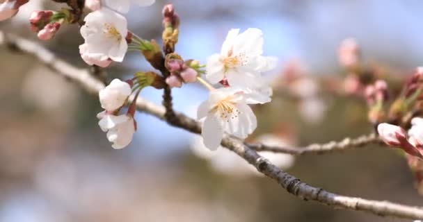 東京・小石川後楽園公園の桜クローズアップ — ストック動画