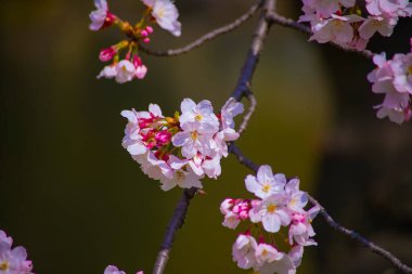 Tokyo'daki Koishikawa kourakuen parkında kiraz çiçeği