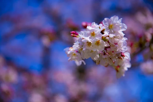 Cherry Blossom bij Koishikawa kanoya Park in Tokio handheld close-up — Stockfoto