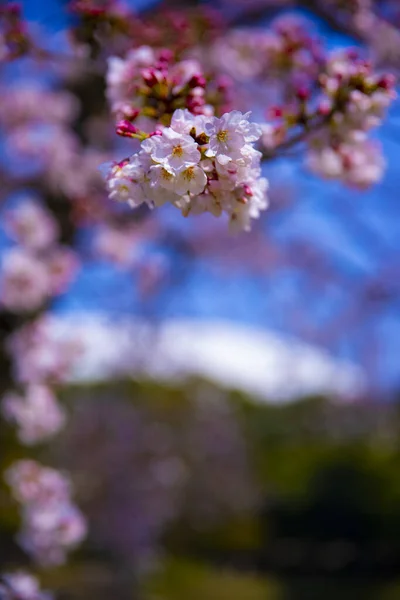 樱花在东京小川古树园手持特写 — 图库照片