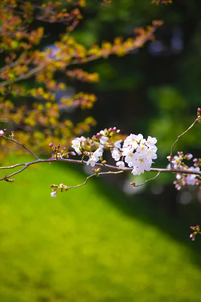 Flor de cerezo en el parque Koishikawa kourakuen en Tokio primer plano de mano — Foto de Stock