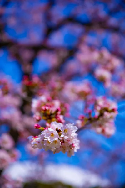 樱花在东京小川古树园手持特写 — 图库照片