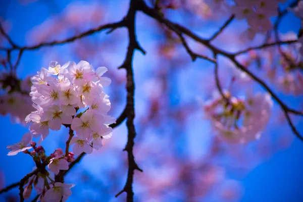Flor de cerejeira em Koishikawa kourakuen parque em Tóquio handheld closeup — Fotografia de Stock