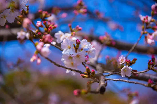樱花在东京小川古树园手持特写 — 图库照片