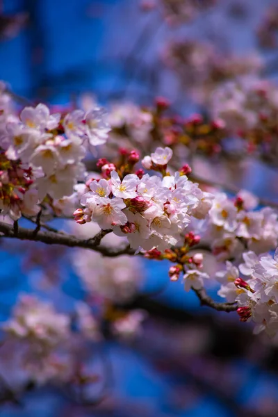 Flor de cerejeira em Koishikawa kourakuen parque em Tóquio handheld closeup — Fotografia de Stock