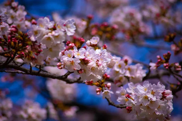 樱花在东京小川古树园手持特写 — 图库照片