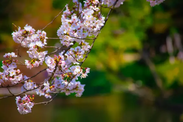 Flor de cerejeira em Koishikawa kourakuen parque em Tóquio handheld closeup — Fotografia de Stock