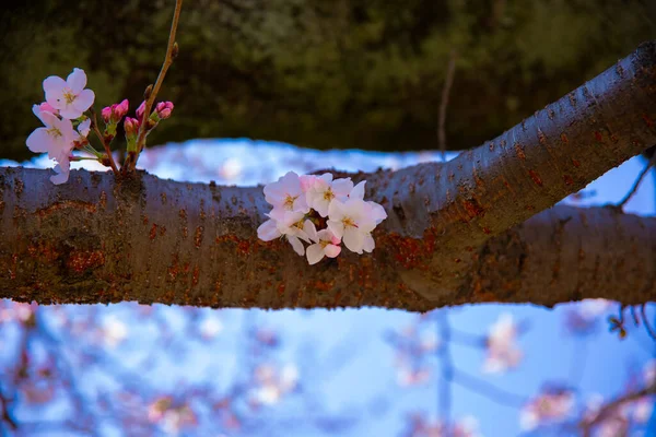 Fiori di ciliegio al parco Koishikawa kourakuen di Tokyo primo piano palmare — Foto Stock