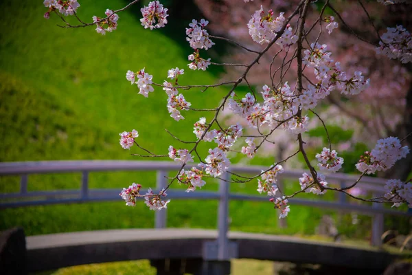Cherry blossom at Koishikawa kourakuen park in Tokyo handheld closeup — Stock Photo, Image