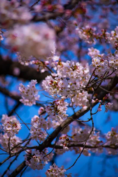 Cherry Blossom a Koishikawa kourakuen Park Tokióban kézi Vértes — Stock Fotó