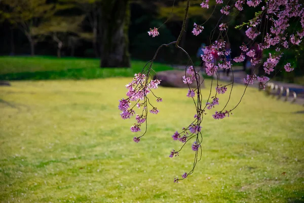 Kirschblüte im Koishikawa Kourakuen Park in Tokio in Großaufnahme — Stockfoto