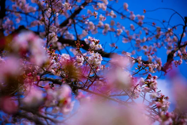 樱花在东京小川古树园手持特写 — 图库照片