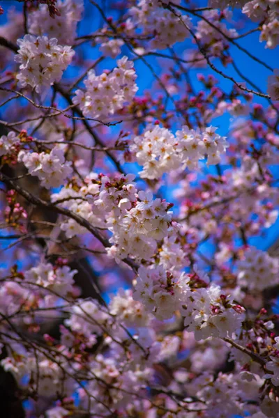 Wiśniowy kwiat w Koishikawa kourakuen Park w Tokio Handheld zbliżenie — Zdjęcie stockowe