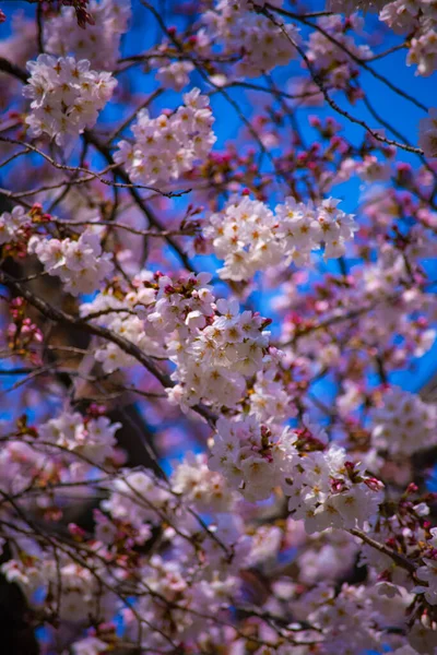 樱花在东京小川古树园手持特写 — 图库照片