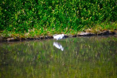 Tokyo'da Koishikawa kourakuen parkta Heron el