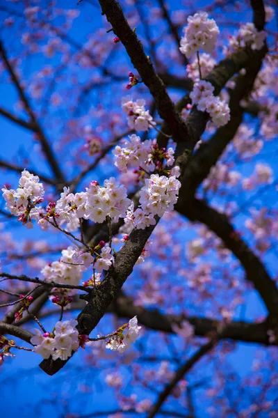 Fiori di ciliegio al parco Koishikawa kourakuen di Tokyo primo piano palmare — Foto Stock