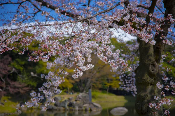 Wiśniowy kwiat w Koishikawa kourakuen Park w Tokio Handheld zbliżenie — Zdjęcie stockowe