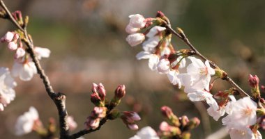 Tokyo'da parkta tren arkasında Kiraz çiçeği