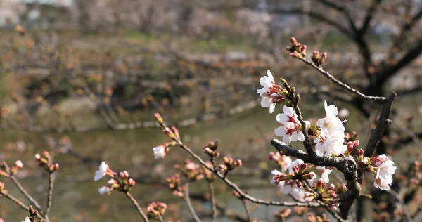 東京の公園で電車の後ろの桜 — ストック写真