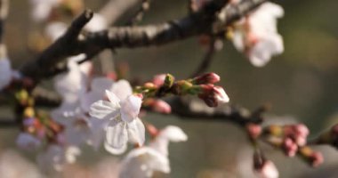 Tokyo'da parkta kiraz çiçeği odaklama