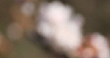 Tokyo'da parkta kiraz çiçeği odaklama