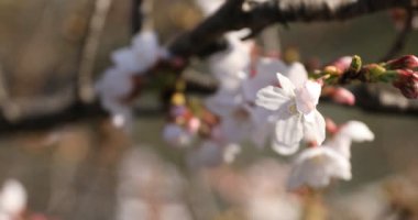 Tokyo'da parkta kiraz çiçeği odaklama