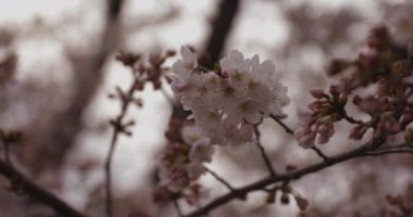 Parkta gündüz bulutlu closeup kiraz çiçeği