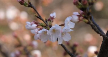 Tokyo closeup parkta Kiraz çiçeği