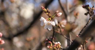 Tokyo closeup parkta Kiraz çiçeği