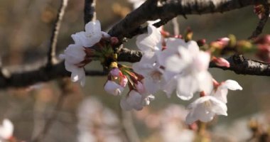 Tokyo closeup parkta Kiraz çiçeği