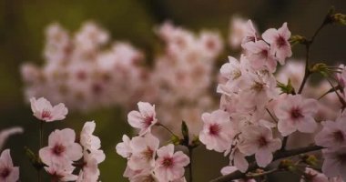 Parkta kiraz çiçeği, gündüz bulutu odaklanıyor.