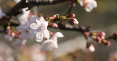 Tokyo closeup parkta Kiraz çiçeği