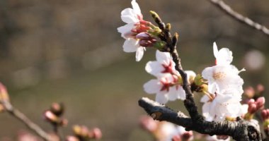 Tokyo closeup parkta Kiraz çiçeği
