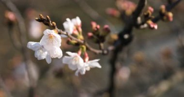 Tokyo copyspace parkta Kiraz çiçeği