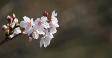 Tokyo copyspace parkta Kiraz çiçeği